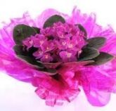 Violeta Pote 11